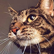 Lola Kitty joined the competition — help win amazing prizes! abyssinian, animal, bodypart, cat, egyptiancat, electronics, hardware, kitten, manx, mouth, ocelot, person, pet, snout, teeth