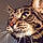Lola Kitty