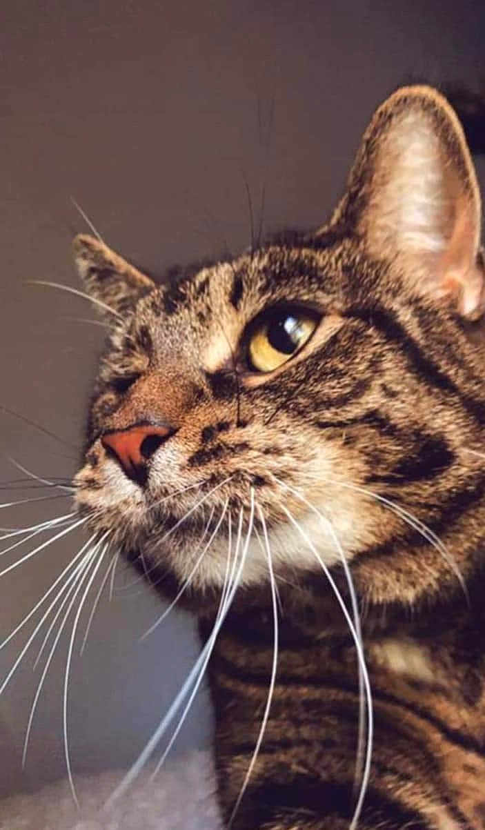 Lola Kitty joined the competition — help win amazing prizes! abyssinian, animal, bodypart, cat, egyptiancat, electronics, hardware, kitten, manx, mouth, ocelot, person, pet, snout, teeth