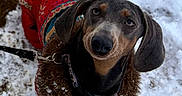 Praline a rejoint le concours — aidez-le/la à gagner de superbes lots ! dog, dachshund, winter, snow, outdoor, pet, animal, black_and_tan, red_coat, clothing, leash, collar, standing, looking_up, portrait, floppy_ears, short_legs, snowy_ground, colorful, cute