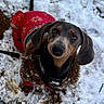 dog, dachshund, winter, snow, outdoor, pet, animal, black_and_tan, red_coat, clothing, leash, collar, standing, looking_up, portrait, floppy_ears, short_legs, snowy_ground, colorful, cute