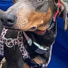 Praline participe au concours pour gagner de l'argent avec cette photo : dog, doberman, pet, animal, portrait, close_up, hat, tartan, cap, harness, collar, leash, boat, water, outdoor, blue, reflection, brown, black, funny