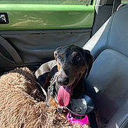 Praline a rejoint le concours — aidez-le/la à gagner de superbes lots ! dog, black_and_tan, hound, pet, animal, car, car_interior, passenger_seat, fuzzy_blanket, pink_bowl, water_bowl, tongue_out, happy, sitting, harness, collar, leash, sunlight, green_door, road_trip
