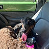 dog, black_and_tan, hound, pet, animal, car, car_interior, passenger_seat, fuzzy_blanket, pink_bowl, water_bowl, tongue_out, happy, sitting, harness, collar, leash, sunlight, green_door, road_trip