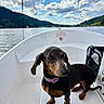 Praline participe au concours pour gagner de l'argent avec cette photo : dog, boat, lake, mountains, water, sky, clouds, outdoors, nature, landscape, black_and_tan, doberman, hunting_dog, collar, leash, sitting, animal, scenic, travel, daylight