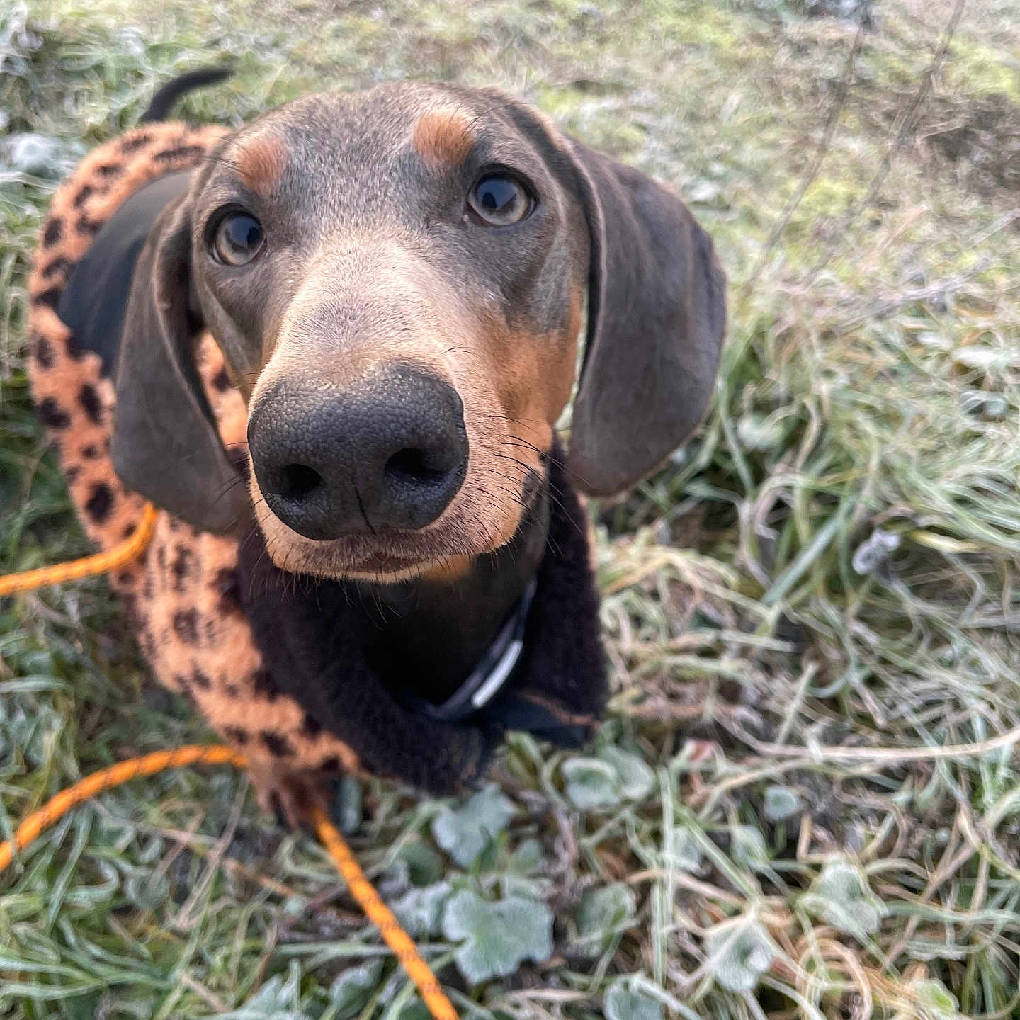 Praline a rejoint le concours — aidez-le/la à gagner de superbes lots ! dog, dachshund, pet, animal, portrait, closeup, wide_eyes, large_nose, floppy_ears, black_and_tan, outdoor, grass, garden, leash, collar, orange, looking_at_camera, funny, cute, natural_light
