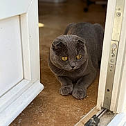 Mina participe au concours pour gagner de l'argent avec cette photo : cat, gray_cat, scottish_fold, pet, animal, feline, golden_eyes, folded_ears, lying_down, paws, indoor, doorway, open_door, door_frame, wooden_floor, home, portrait, close_up, natural_light, cute