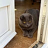 cat, gray_cat, scottish_fold, pet, animal, feline, golden_eyes, folded_ears, lying_down, paws, indoor, doorway, open_door, door_frame, wooden_floor, home, portrait, close_up, natural_light, cute