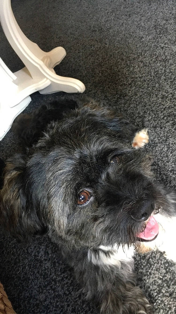 Bonkers is registered to the contest to win money with this photo: affenpinscher, bolonka, bouvier_des_flandres, canidae, carnivore, cockapoo, dog, dog_breed, ear, fur, mammal, miniature_schnauzer, portuguese_water_dog, puppy, schnauzer, schnoodle, snout, sporting_group, terrier, toy_dog