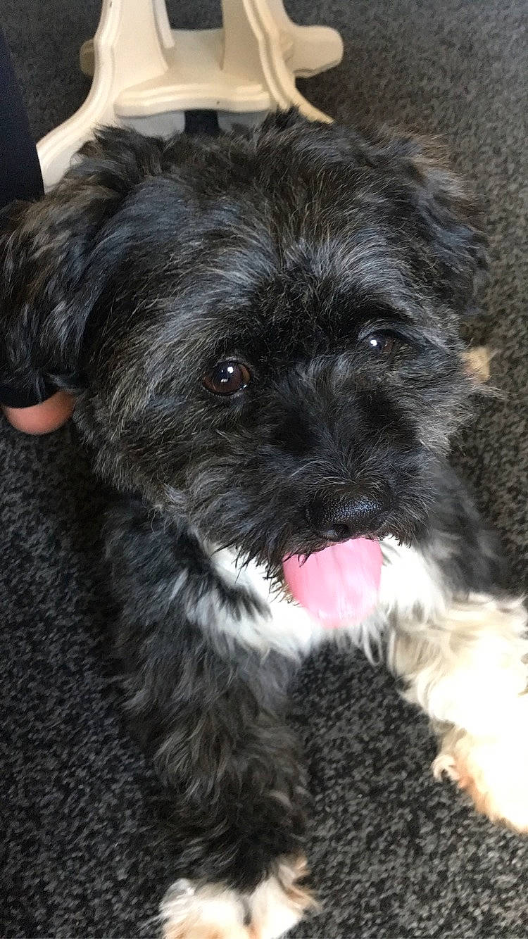 Bonkers is registered to the contest to win money with this photo: affenpinscher, bolonka, canidae, carnivore, dog, dog_breed, havanese, maltepoo, mammal, miniature_schnauzer, morkie, puppy, rare_breed_dog, schnoodle, shih_poo, shih_tzu, sporting_group, terrier, toy_dog, vertebrate