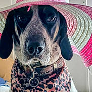 Sissy is registered to the contest to win money with this photo: accessory, animal, bandana, close_up, collar, cute, dog, domestic_animal, ears, face, fashion, hat, indoor, leopard_print, looking_at_camera, mammal, pet, pink, portrait, white