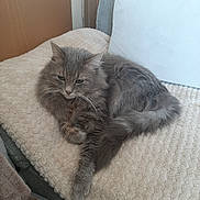 Grisou participe au concours pour gagner de l'argent avec cette photo : cat, gray_cat, fluffy, animal, pet, indoor, feline, resting, relaxed, soft_texture, blanket, cozy, chair, fur, whiskers, tail, paw, domestic_cat, cute, companion