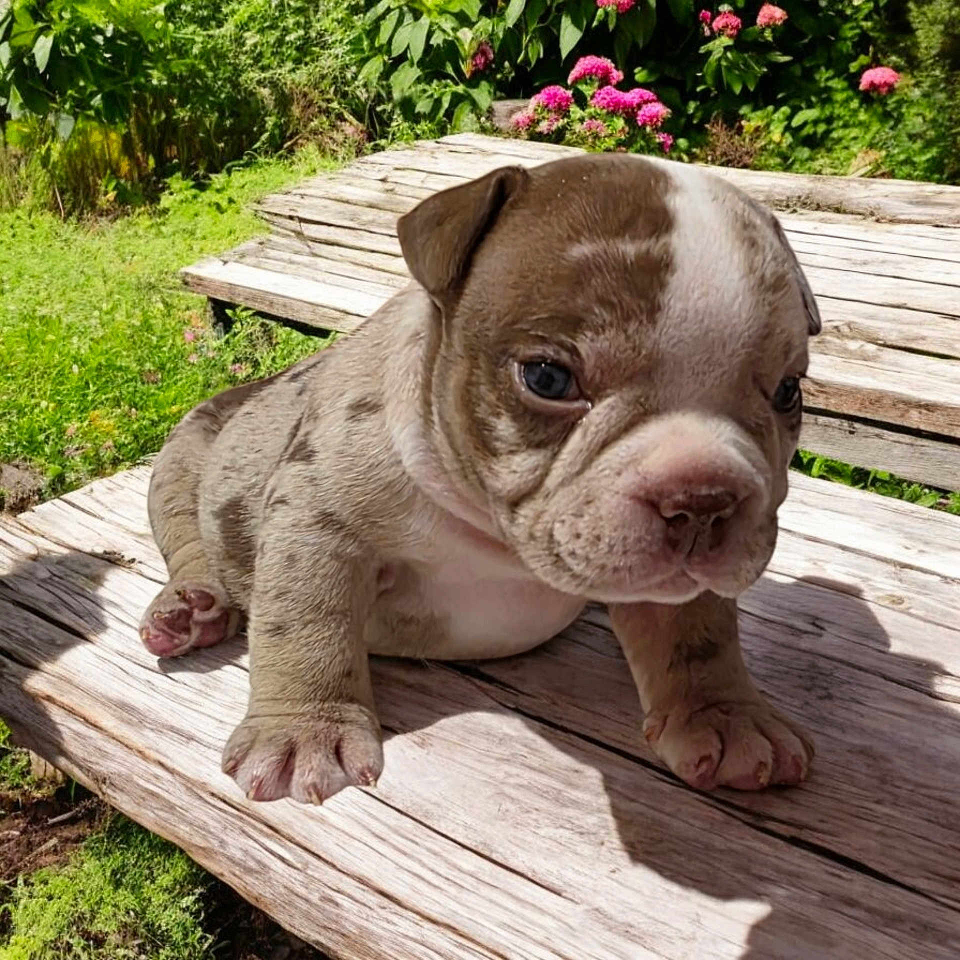 Luna