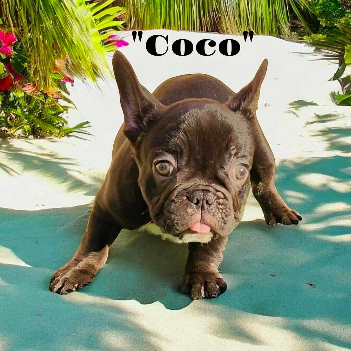 Coco joined the competition — help win amazing prizes! animal, bostonbull, boxer, bulldog, canine, dog, flower, frenchbulldog, geranium, grass, herbal, herbs, pet, petal, pitbull, plant, pottedplant, puppy, snout, soil