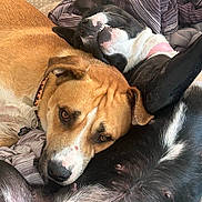 Reno joined the competition — help win amazing prizes! animal, black_dog, blanket, brown_dog, canine, closeup, collar, comfort, companion, cute, dog, friendship, fur, indoor, mammal, pet, relaxation, resting, sleepy, snuggling