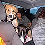 Reno is registered to the contest to win money with this photo: backseat, black_dog, car, clothing, dog, gray_jacket, harness, headrest, interior, nap, night, orange_shirt, person, relaxed, resting, seat, seatbelt, sleeping, tan_dog, window