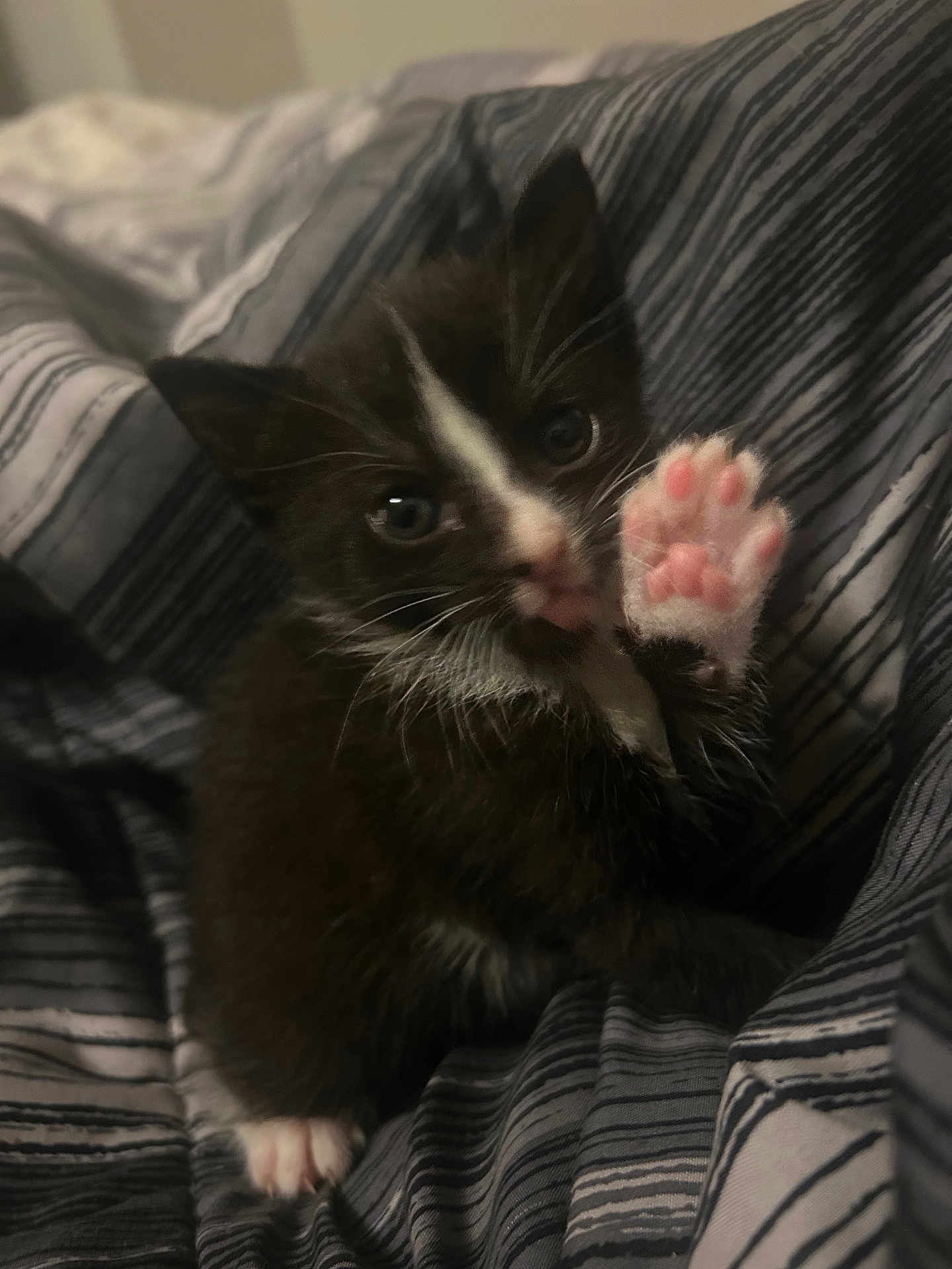 Ivy joined the competition — help win amazing prizes! kitten, cat, paw, black_and_white, feline, pet, cute, young, bed, blanket, striped, whiskers, indoor, small, fur, animal, comfort, playful, closeup, soft