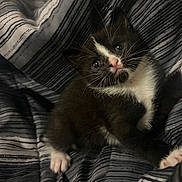 Ivy is registered to the contest to win money with this photo: kitten, cat, tuxedo_cat, pet, animal, feline, young, cute, striped_blanket, indoor, cozy, whiskers, paws, fur, bed, resting, curious, small, black_and_white, sleepy