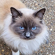 Reno joined the competition — help win amazing prizes! cat, blue_eyes, fluffy, outdoor, gravel, looking_up, white_paws, cream_coat, gray_face, pet, animal, close_up, whiskers, feline, curious, mammal, soft_fur, nature, cute, domestic