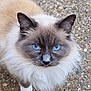 animal, blue_eyes, cat, close_up, cream_coat, curious, cute, domestic, feline, fluffy, gravel, gray_face, looking_up, mammal, nature, outdoor, pet, soft_fur, whiskers, white_paws