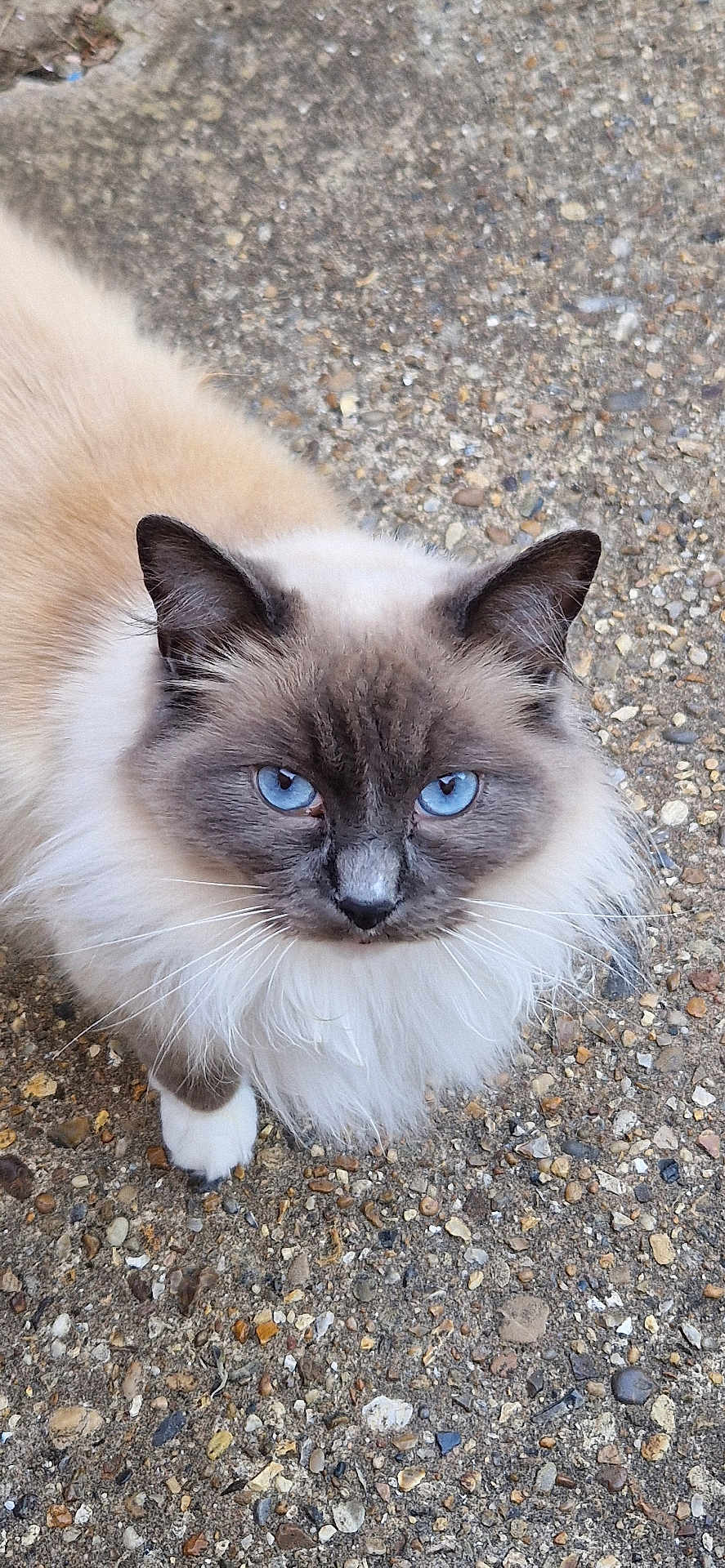 Reno joined the competition — help win amazing prizes! cat, blue_eyes, fluffy, outdoor, gravel, looking_up, white_paws, cream_coat, gray_face, pet, animal, close_up, whiskers, feline, curious, mammal, soft_fur, nature, cute, domestic