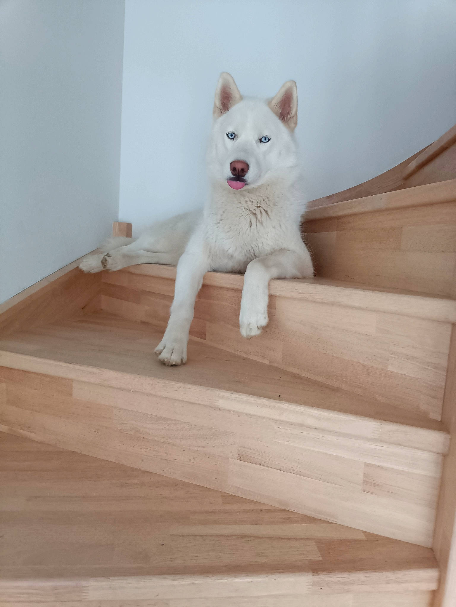 Alaska a rejoint le concours — aidez-le/la à gagner de superbes lots ! carnivore, companion_dog, dog, dog_breed, fawn, flooring, fur, hardwood, laminate_flooring, pattern, plank, plywood, rectangle, stairs, tail, window, wood, wood_flooring, wood_stain, working_animal