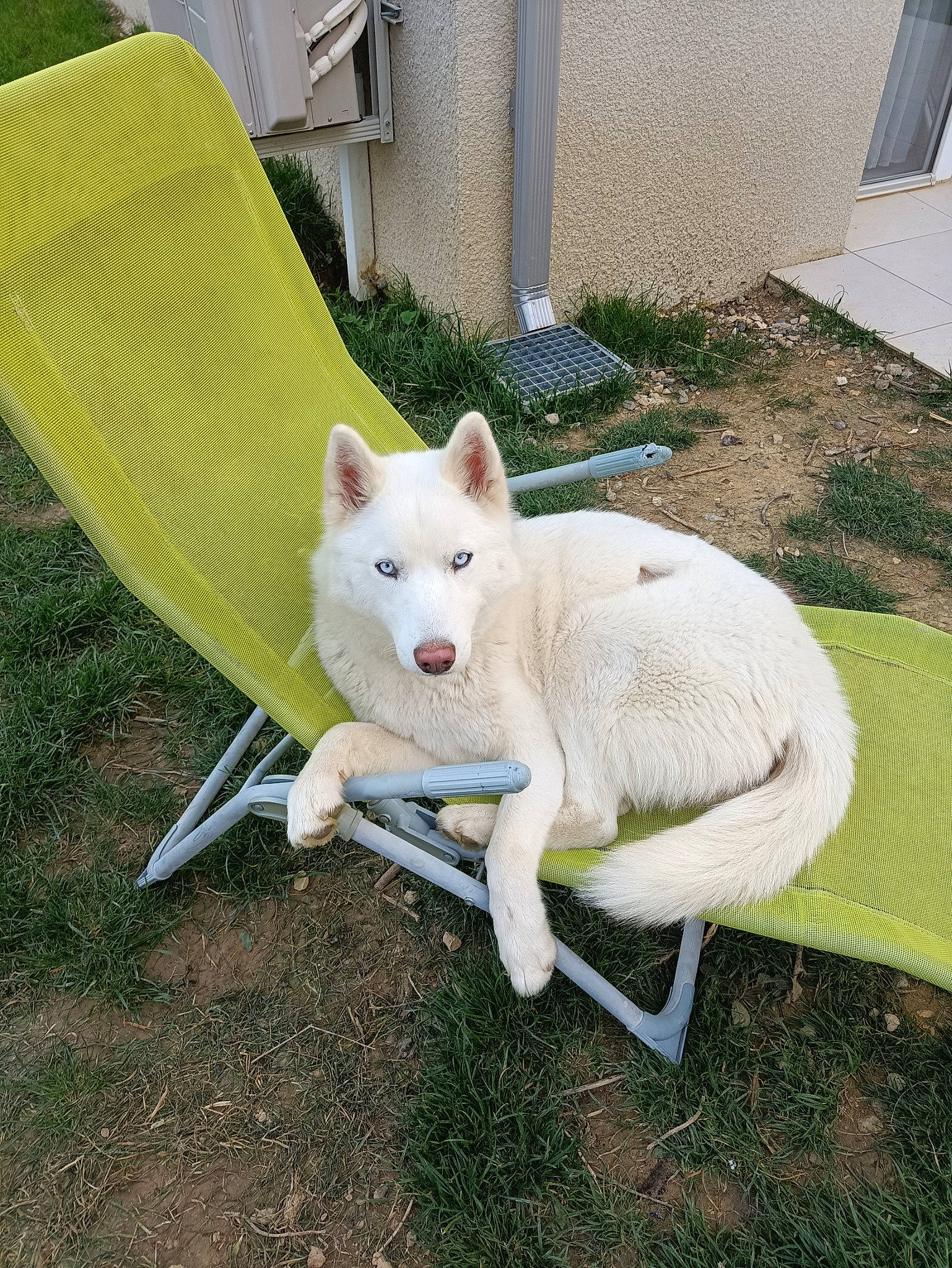 Alaska a rejoint le concours — aidez-le/la à gagner de superbes lots ! bull_terrier, canidae, carnivore, companion_dog, dog, dog_breed, fashion_accessory, fawn, felidae, grass, kintamani, metal, non_sporting_group, plant, pungsan_dog, snout, sporting_group, tail, terrestrial_animal, working_animal