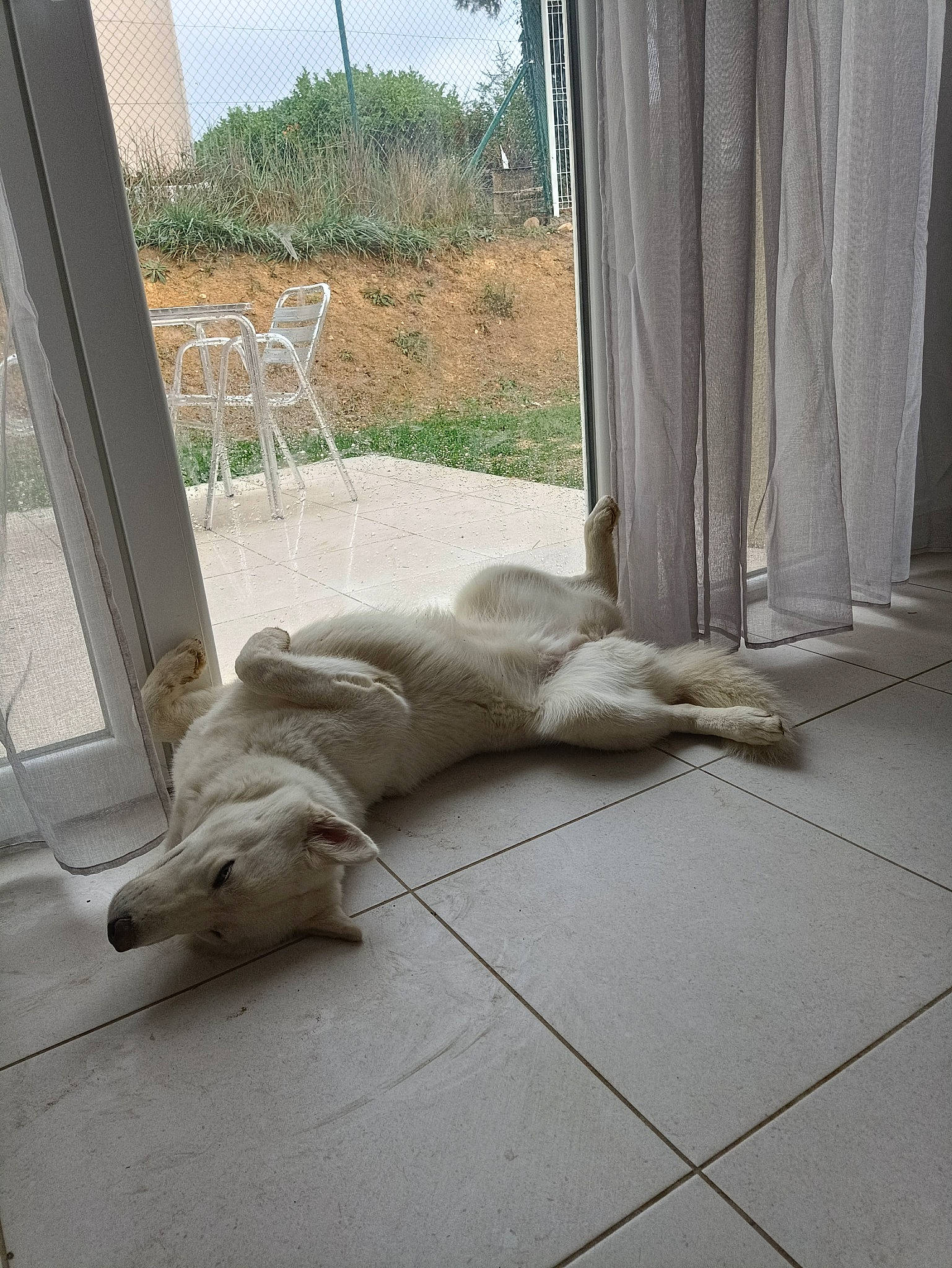 Alaska participe au concours pour gagner de l'argent avec cette photo : carnivore, comfort, companion_dog, curtain, dog, dog_breed, fawn, felidae, floor, flooring, grey, hardwood, house, plant, shade, small_to_medium_sized_cats, studio_couch, tail, window, wood