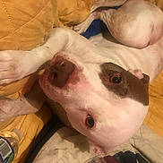 Diamond is registered to the contest to win money with this photo: canidae, carnivore, collar, comfort, companion_dog, dog, dog_breed, ear, fawn, fur, head, jaw, non_sporting_group, snout, sporting_group, terrestrial_animal, watch, whiskers, working_animal