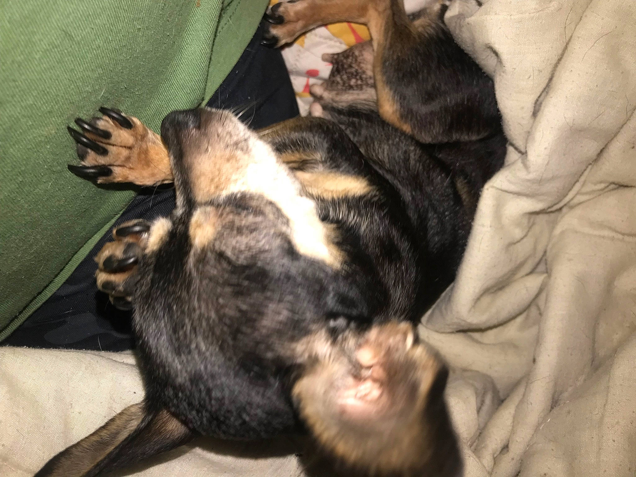 Little Bit joined the competition — help win amazing prizes! canidae, carnivore, claw, comfort, companion_dog, dog, dog_breed, ear, felidae, fur, gesture, nap, non_sporting_group, paw, puppy_love, small_to_medium_sized_cats, snout, sporting_group, tail, whiskers