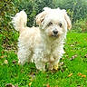dog, outdoor, grass, greenery, leaf, autumn, pet, animal, fluffy, cute, nature, garden, canine, small_dog, curly_fur, walking, daylight, tree, park, playful