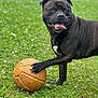 dog, black_dog, basketball, grass, outdoor, playful, tongue_out, pet, animal, canine, paw, summer, greenery, happy, nature, sport, grass_field, daytime, close_up, mammal