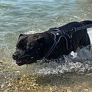 Raiko a rejoint le concours — aidez-le/la à gagner de superbes lots ! dog, black_dog, water, splash, harness, shallow_water, rocks, outdoor, pet, animal, summer, playful, leash, canine, nature, wet, tongue_out, daylight, shore, active