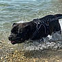 dog, black_dog, water, splash, harness, shallow_water, rocks, outdoor, pet, animal, summer, playful, leash, canine, nature, wet, tongue_out, daylight, shore, active