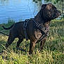 Raiko a rejoint le concours — aidez-le/la à gagner de superbes lots ! dog, black_dog, grass, outdoor, river, water, nature, tree, harness, pet, canine, animal, leash, daylight, greenery, standing, alert, side_view, park, sunlight