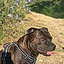 Raiko participe au concours pour gagner de l'argent avec cette photo : dog, brindle, outdoor, sunlight, tongue_out, harness, nature, path, flowers, greenery, pet, canine, happy, animal, summer, closeup, walking, daytime, muzzle, ears