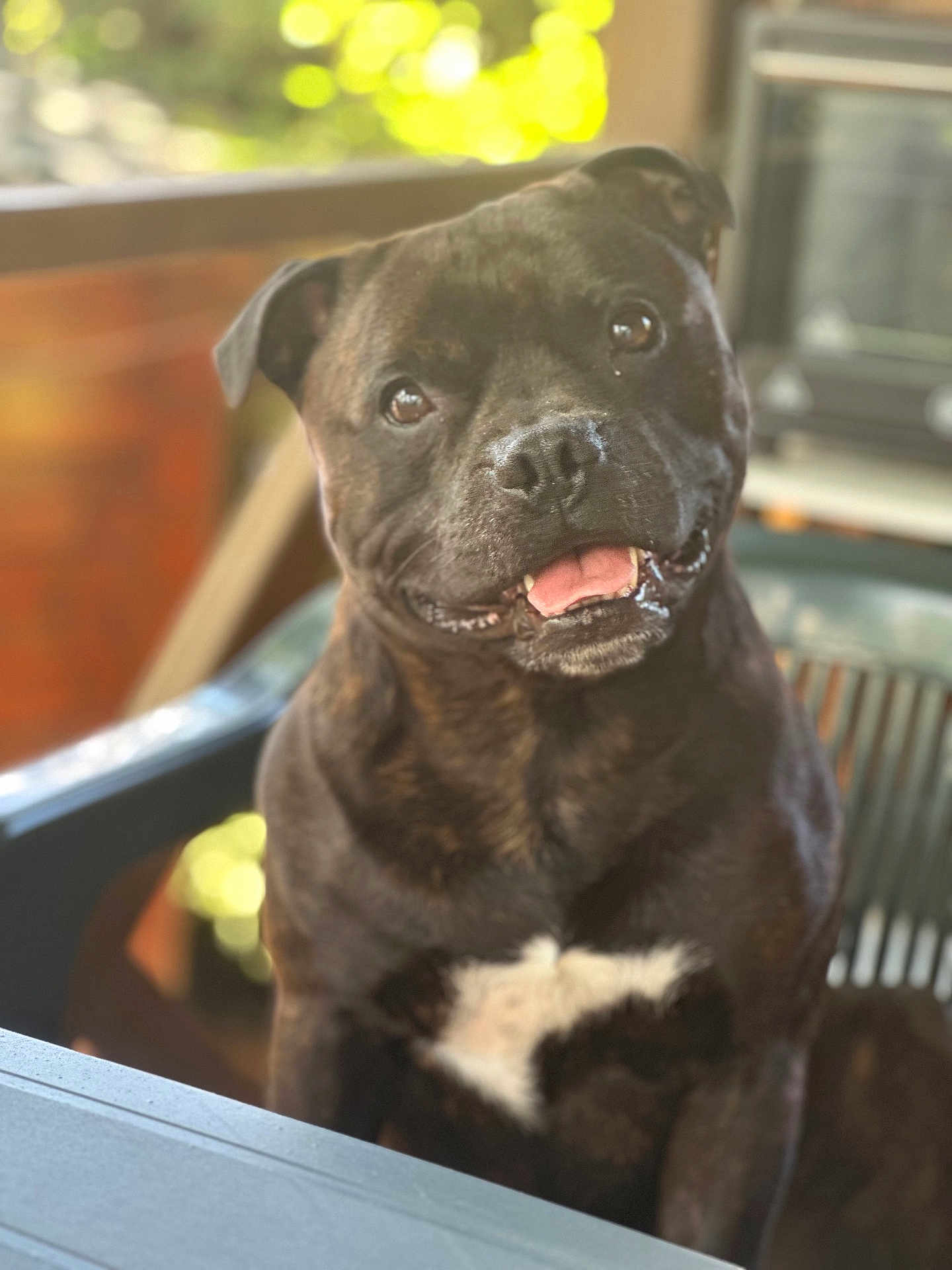 Raiko participe au concours pour gagner de l'argent avec cette photo : dog, black_dog, pet, indoor, happy, smiling, tongue_out, fur, animal, canine, white_patch, sitting, portrait, closeup, blurred_background, natural_light, chair, table, domestic, companion