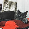 cat, grey_cat, pet, animal, feline, resting, paws, blanket, red_blanket, brown_blanket, pillow, fluffy_pillow, indoor, cozy, relaxed, lying_down, cute, soft_texture, home, curtains