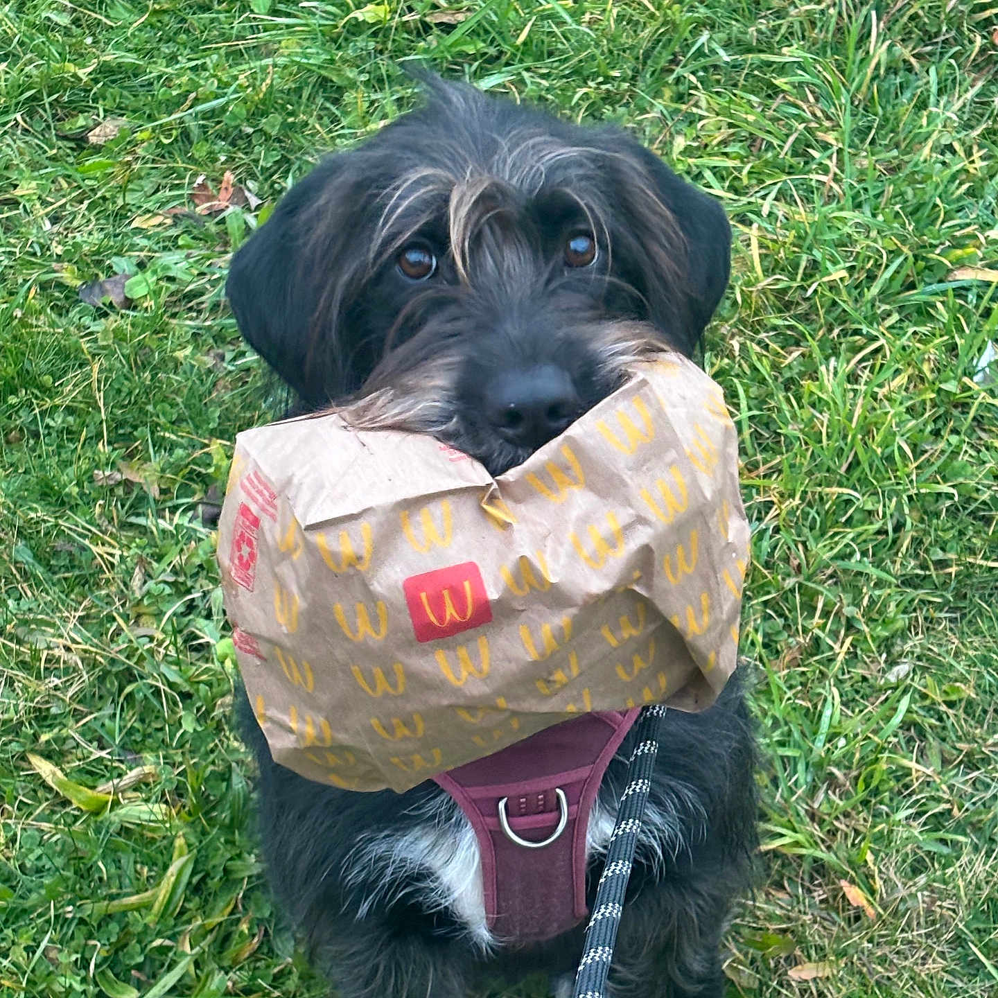 Penny joined the competition — help win amazing prizes! animal, black_dog, canine, dog, ears, eyes, fur, grass, greenery, harness, holding, leash, mouth, nature, outdoor, paper_bag, pet, playful, snout, walking