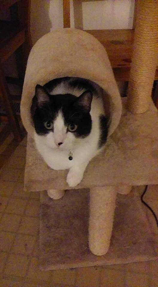 Cub is registered to the contest to win money with this photo: carnivore, cat, cat_supply, comfort, domestic_short_haired_cat, eye, felidae, floor, flooring, fur, hardwood, head, paw, sitting, small_to_medium_sized_cats, snout, tail, whiskers, window, wood