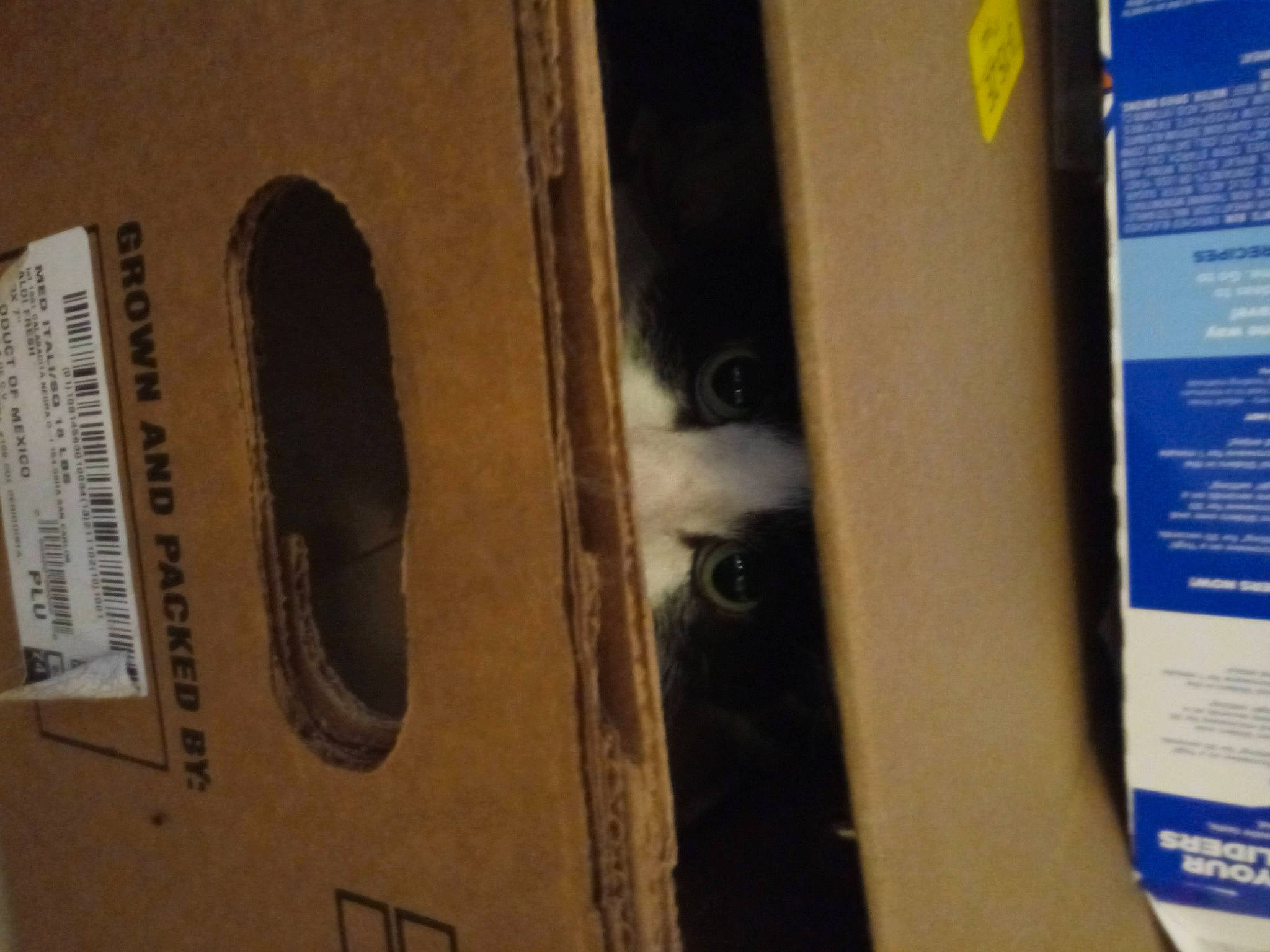 Cub joined the competition — help win amazing prizes! cat, felidae, font, hardwood, machine, number, pet_supply, plywood, publication, room, shelf, shelving, small_to_medium_sized_cats, whiskers, wood