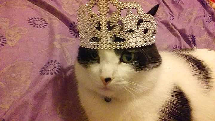 Cub joined the competition — help win amazing prizes! art, cap, carnivore, cat, close_up, creative_arts, dress, embellishment, event, fashion_accessory, felidae, hat, headpiece, knit_cap, magenta, pattern, plant, small_to_medium_sized_cats, whiskers, wool