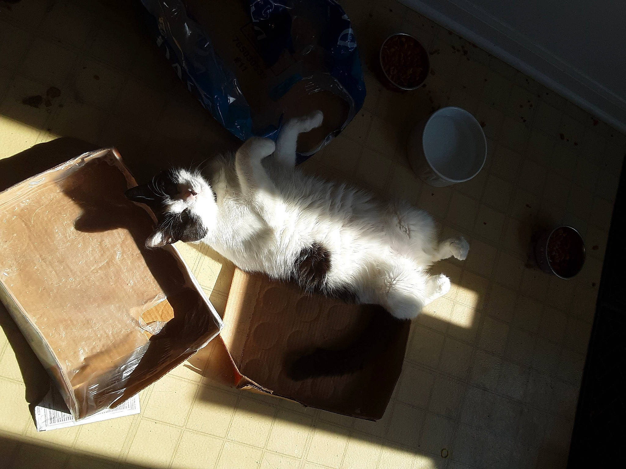 Cub joined the competition — help win amazing prizes! carnivore, cat, domestic_short_haired_cat, felidae, flooring, fur, gas, hardwood, room, shadow, small_to_medium_sized_cats, tail, tints_and_shades, whiskers, wood