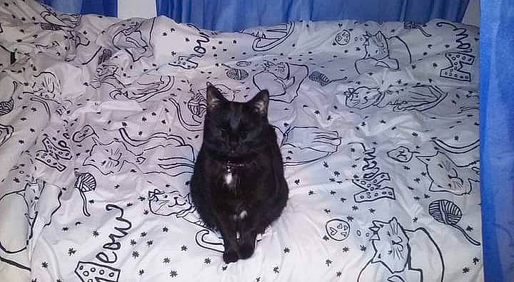 Ava joined the competition — help win amazing prizes! black_cat, blue, bombay, carnivore, cat, comfort, dog_breed, domestic_short_haired_cat, felidae, flooring, fur, grey, linens, pattern, small_to_medium_sized_cats, snout, sporting_group, tail, terrestrial_animal, whiskers