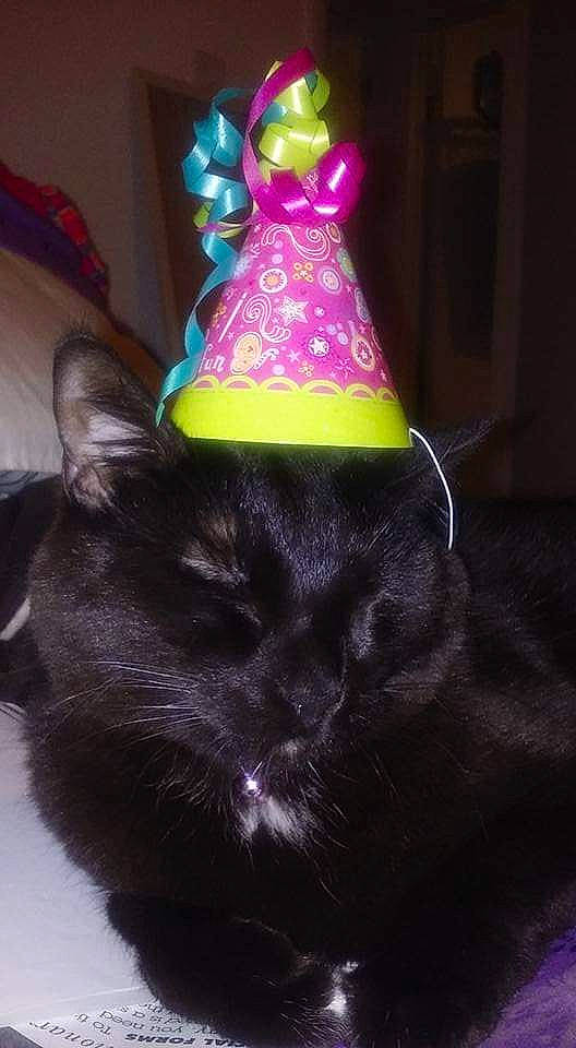 Ava joined the competition — help win amazing prizes! black_cat, bombay, carnivore, cat, cone, costume_hat, domestic_short_haired_cat, event, fashion_accessory, felidae, fur, hat, magenta, party_hat, party_supply, purple, small_to_medium_sized_cats, sugar_cake, tail, whiskers