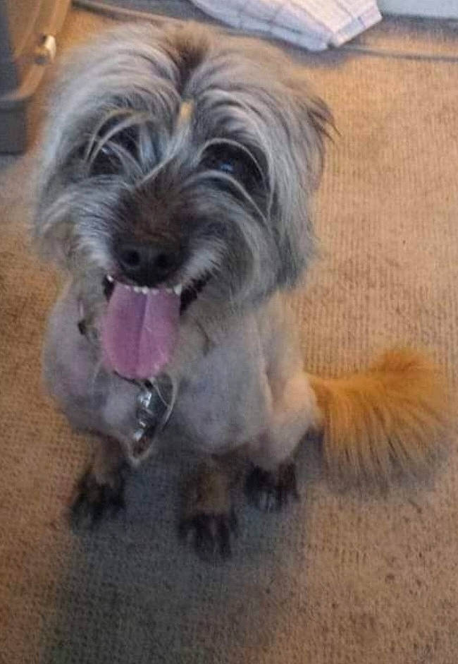 Jack Jack a rejoint le concours — aidez-le/la à gagner de superbes lots ! biewer_terrier, canidae, carnivore, companion_dog, dog, dog_breed, fur, liver, non_sporting_group, paw, small_terrier, snout, sporting_group, tail, terrier, toy_dog, working_animal, yorkipoo