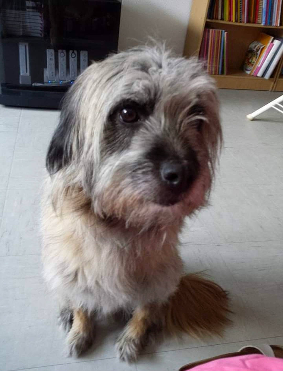 Jack Jack a rejoint le concours — aidez-le/la à gagner de superbes lots ! biewer_terrier, bookcase, canidae, carnivore, companion_dog, dog, dog_breed, fur, liver, maltepoo, puppy, shelf, shelving, shih_poo, small_terrier, snout, sporting_group, terrier, toy_dog, working_animal