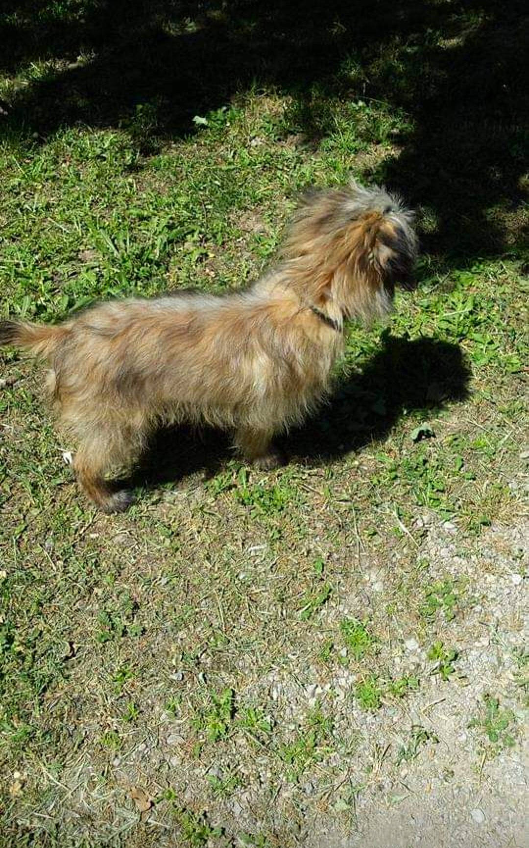 Jack Jack participe au concours pour gagner de l'argent avec cette photo : canidae, carnivore, companion_dog, dog, dog_breed, fawn, fur, grass, liver, small_terrier, sporting_group, tail, terrestrial_animal, terrier, toy_dog, water_dog, wildlife, working_animal