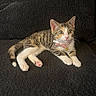 kitten, tabby, cat, pet, collar, bell, pink_bow, fur, whiskers, paws, couch, indoor, cute, animal, young, striped, relaxed, alert, mammal, domestic