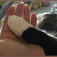 Junon a rejoint le concours — aidez-le/la à gagner de superbes lots ! animal, black_and_white_cat, blurred_background, cat_paw, close_up, comfort, cozy, domestic, feline, friendship, furry, gentle, hand, human_hand, indoor, paw, pet, resting, soft, touch